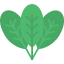 food-leaf-lettuce-salad-spinach-vegetable-icon