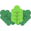 head-iceberg-leaf-leafy-lettuce-salad-vegetable-icon
