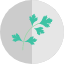 coriander-leaf-food-herb-ingredient-icon