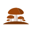 fungi-fungus-mushroom-oyster-mushroom-toadstool-icon