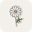 beautiful-daisy-flower-green-nature-petals-spring-icon