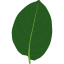 herb-herbal-leaf-leaves-organic-plant-tree-icon