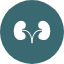 bladder-kidneys-nephron-organ-urine-icon-vector-design-icons-icon