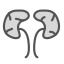 kidneys-icon