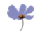 purple-flower-spring-icon