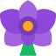 bloom-blossom-floral-flower-flowering-plant-orchid-flowers-icon