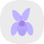 violet-purple-blossom-petals-bloom-flower-flowers-icon