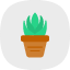 aloe-aristata-leaves-plant-soothing-succulent-vera-icon