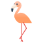 flamingo-animal-icon