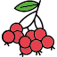 huckleberry-vitamin-fruit-food-fresh-icon