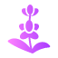 lavender-nature-flower-aroma-essence-icon