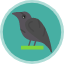raven-icon
