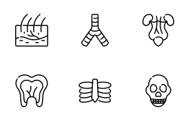 Anatomy line V.2