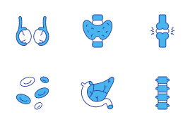 Human Body
