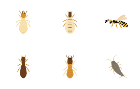 Insects